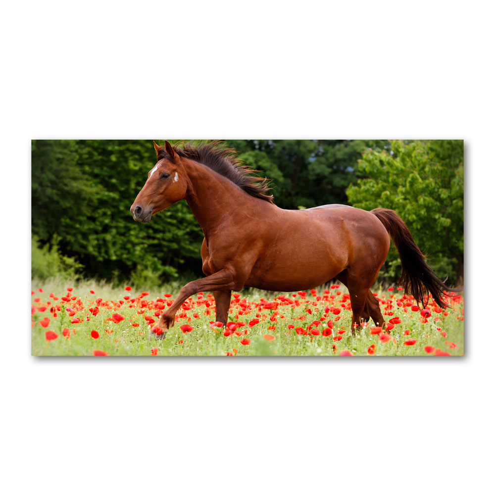 Foto-obraz szklany Koń na polu maków