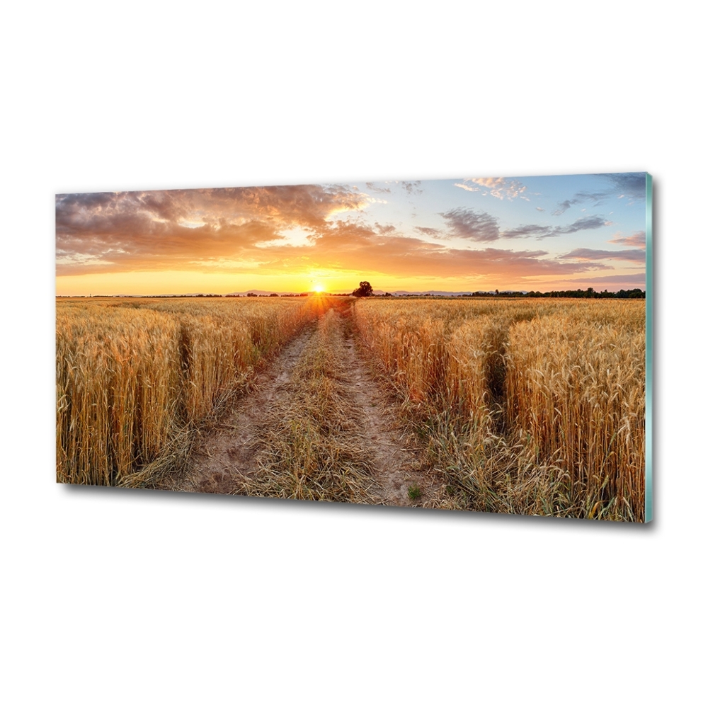 Foto obraz szkło hartowane Pole pszenicy
