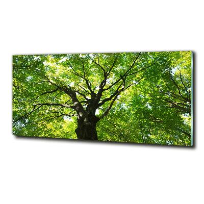 Foto obraz szkło hartowane Zielony las