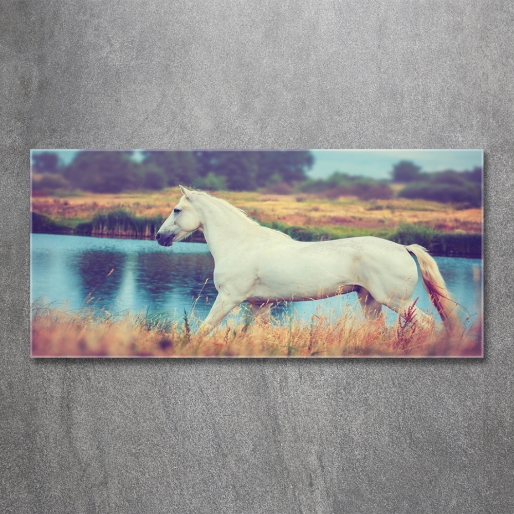 Foto-obraz szklany Biały koń jezioro