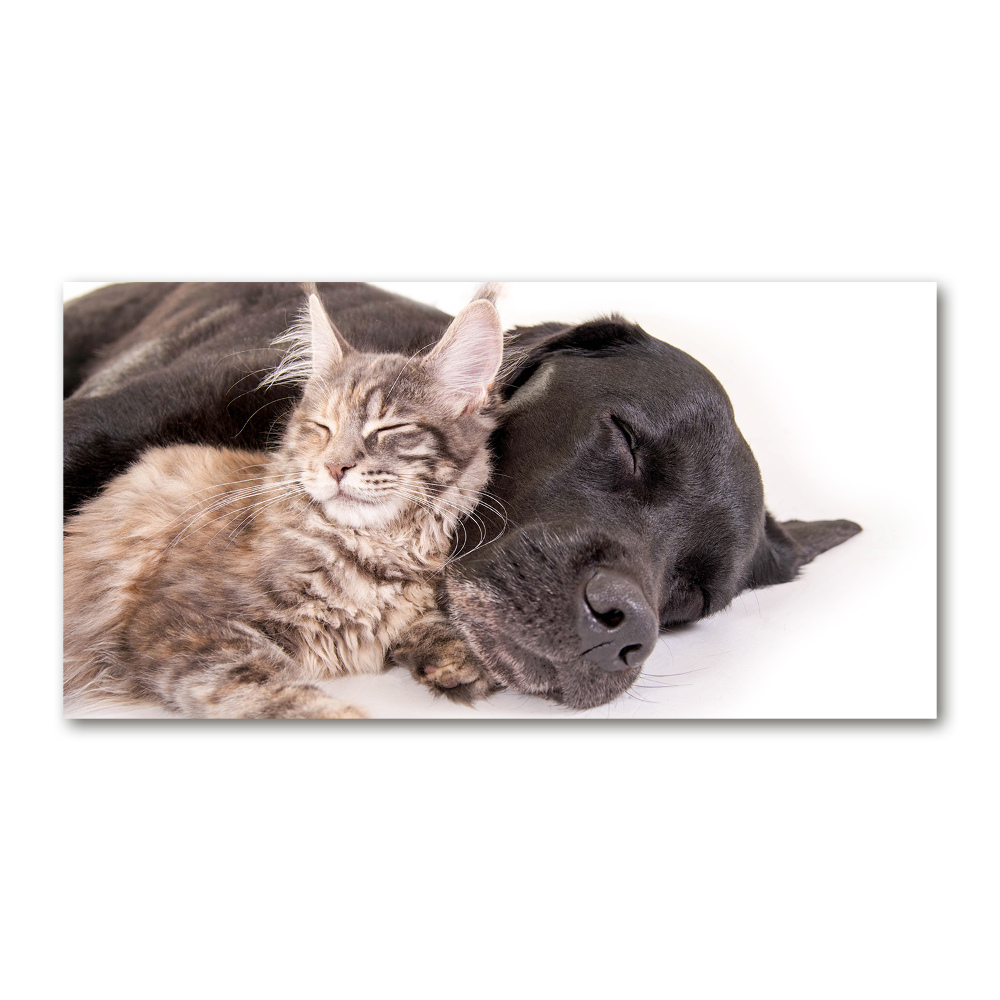Foto-obraz szkło hartowane Pies z kotem