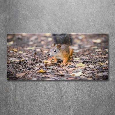 Foto-obraz szkło hartowane Wiewiórka