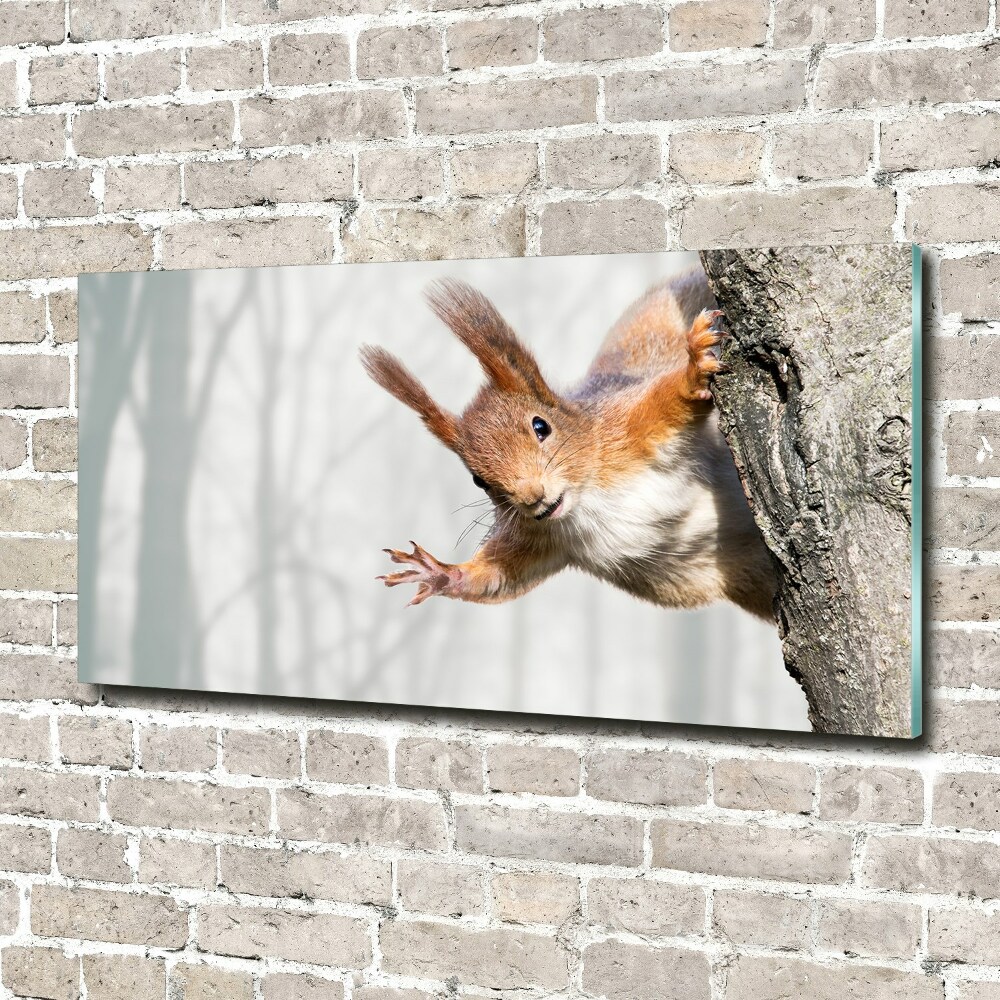 Foto-obraz szkło hartowane Wiewiórka