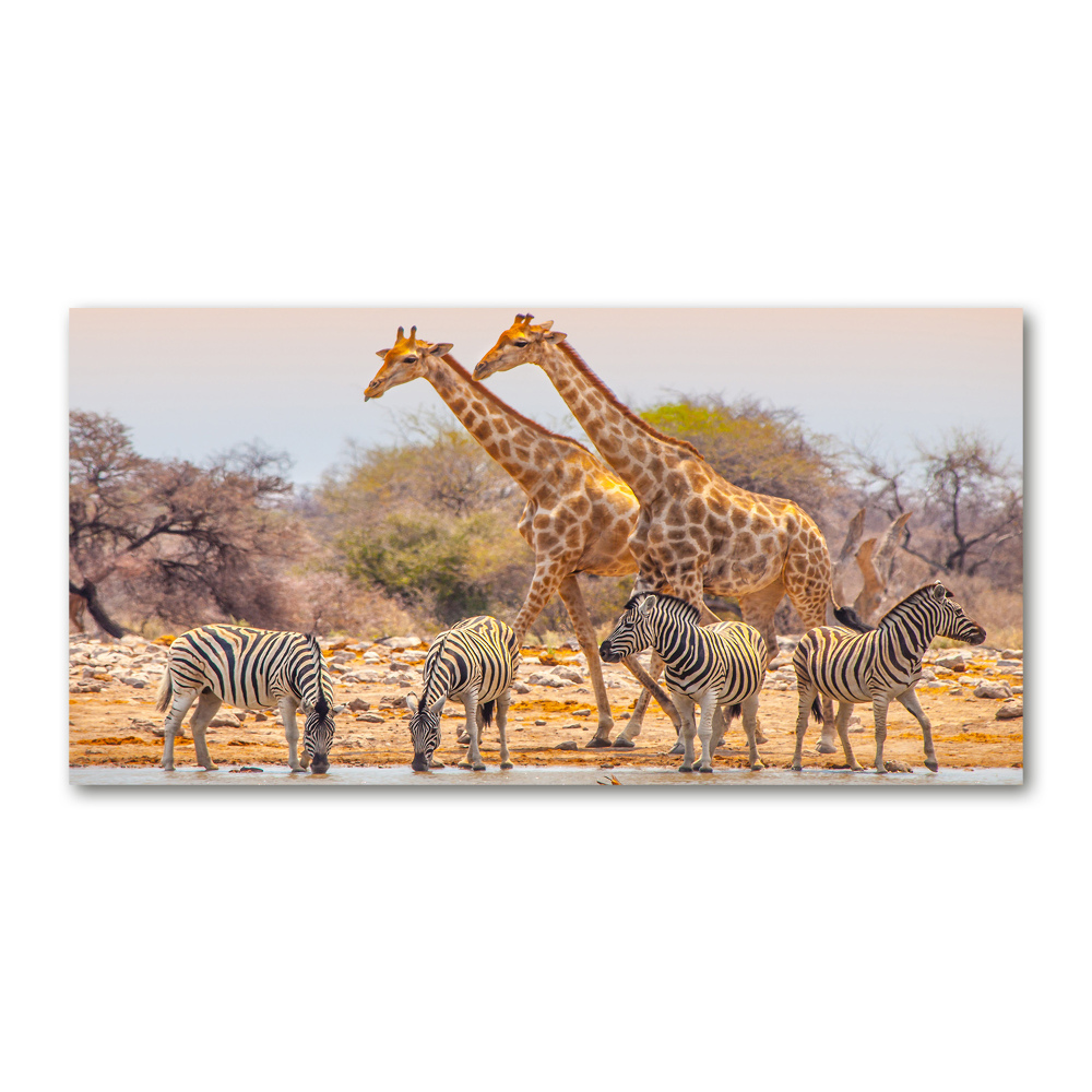 Foto-obraz szkło hartowane Żyrafy i zebry