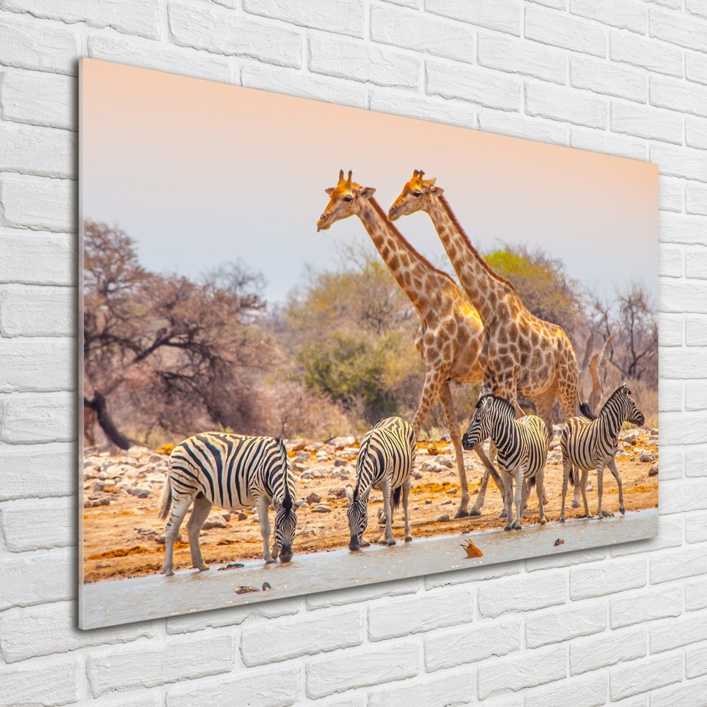 Foto-obraz szkło hartowane Żyrafy i zebry