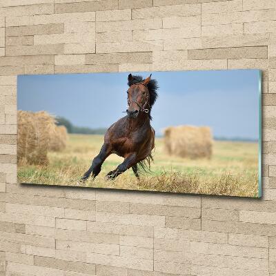 Foto-obraz szkło hartowane Koń w galopie