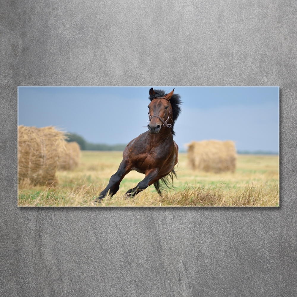 Foto-obraz szkło hartowane Koń w galopie