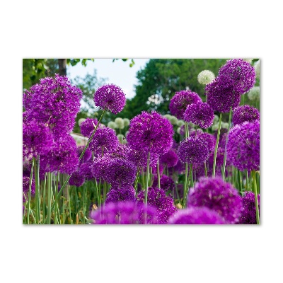 Foto obraz szkło hartowane Kwiaty czosnku