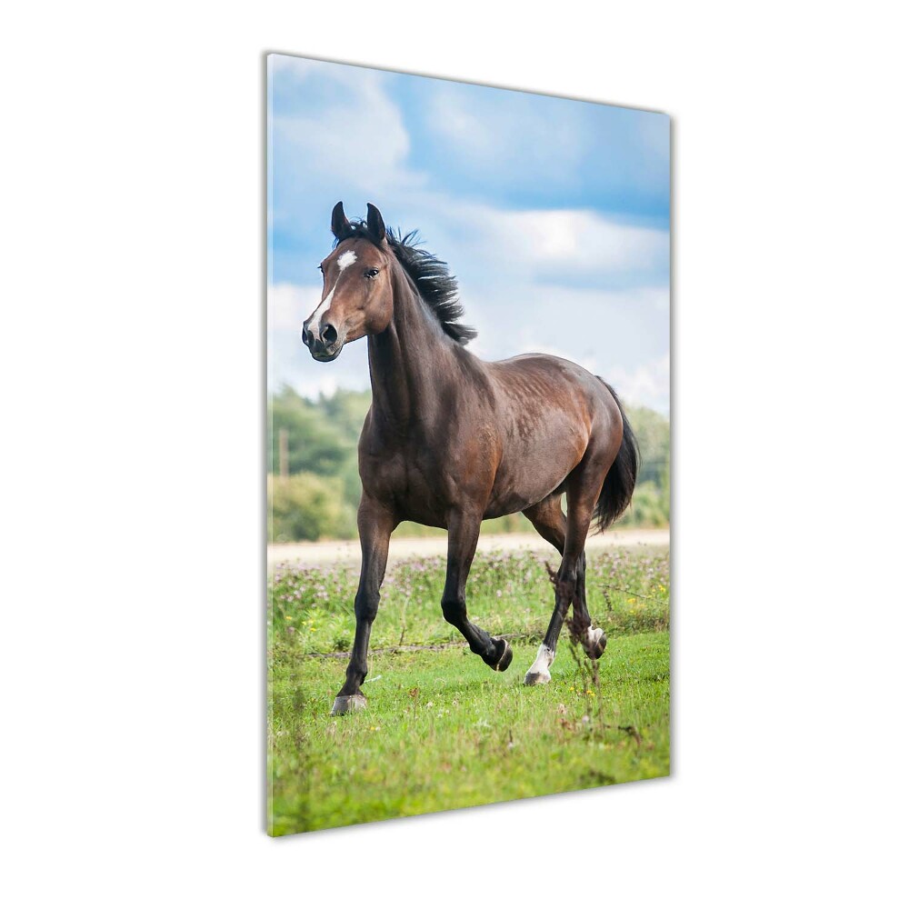 Foto obraz szkło hartowane pionowy Koń na polu