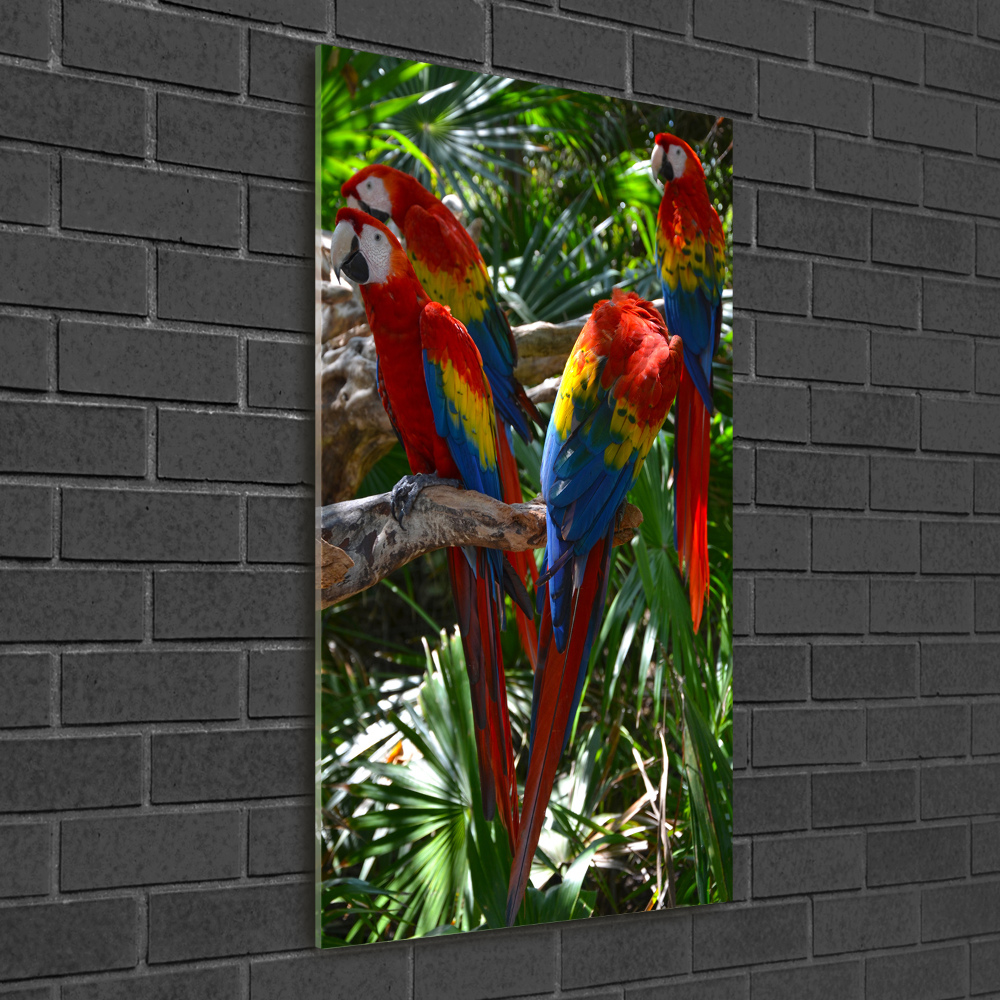 Foto obraz szkło hartowane pionowy Papugi Ary