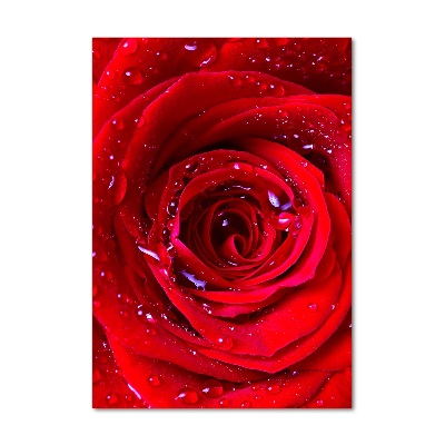 Foto obraz szkło hartowane pionowy Czerwona róża