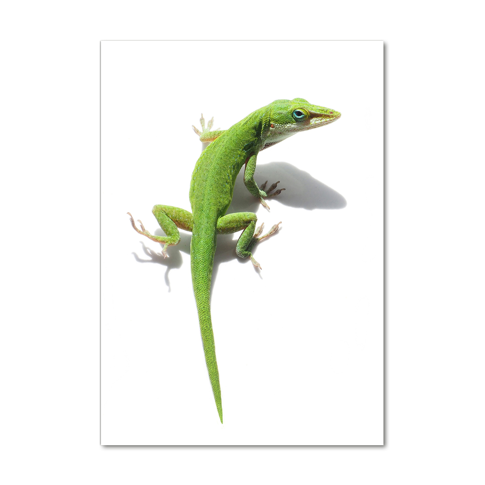 Foto-obraz na szkle pionowy Zielona jaszczurka