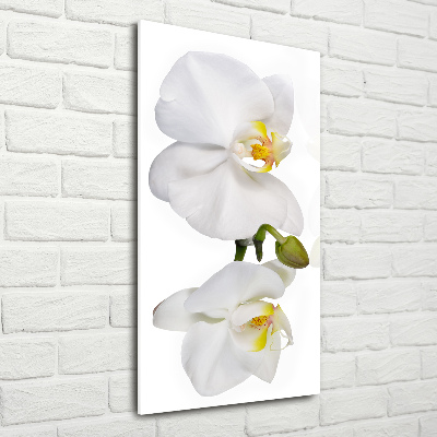 Foto obraz zdjęcie na szkle pionowy Biała orchidea