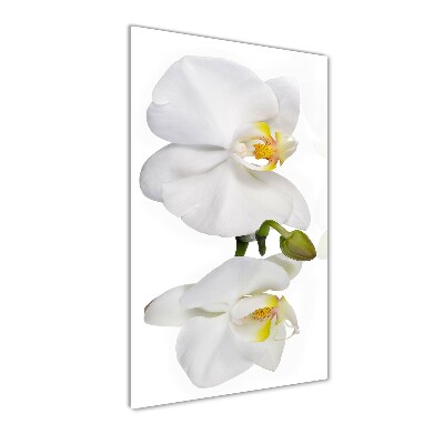 Foto obraz zdjęcie na szkle pionowy Biała orchidea