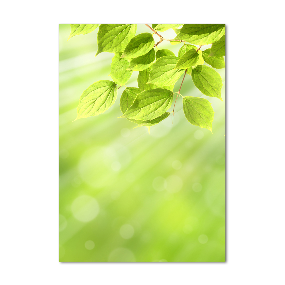 Foto obraz zdjęcie na szkle pionowy Zielone listki