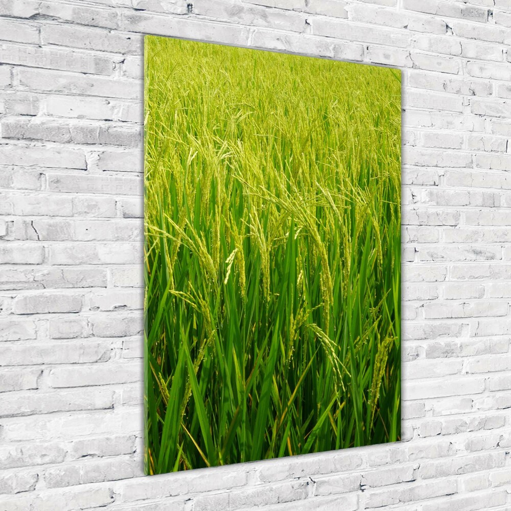 Foto obraz zdjęcie na szkle pionowy Plantacja ryżu