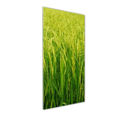 Foto obraz zdjęcie na szkle pionowy Plantacja ryżu