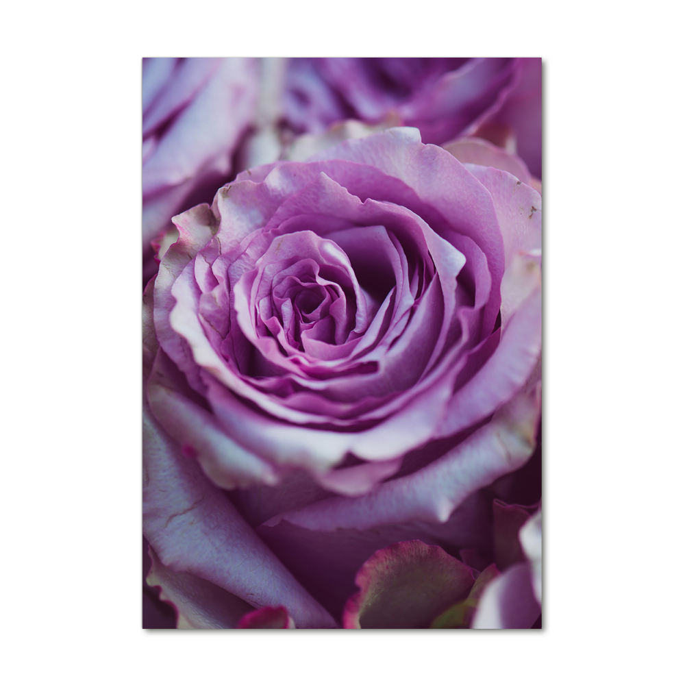 Foto obraz zdjęcie na szkle pionowy Fioletowe róże