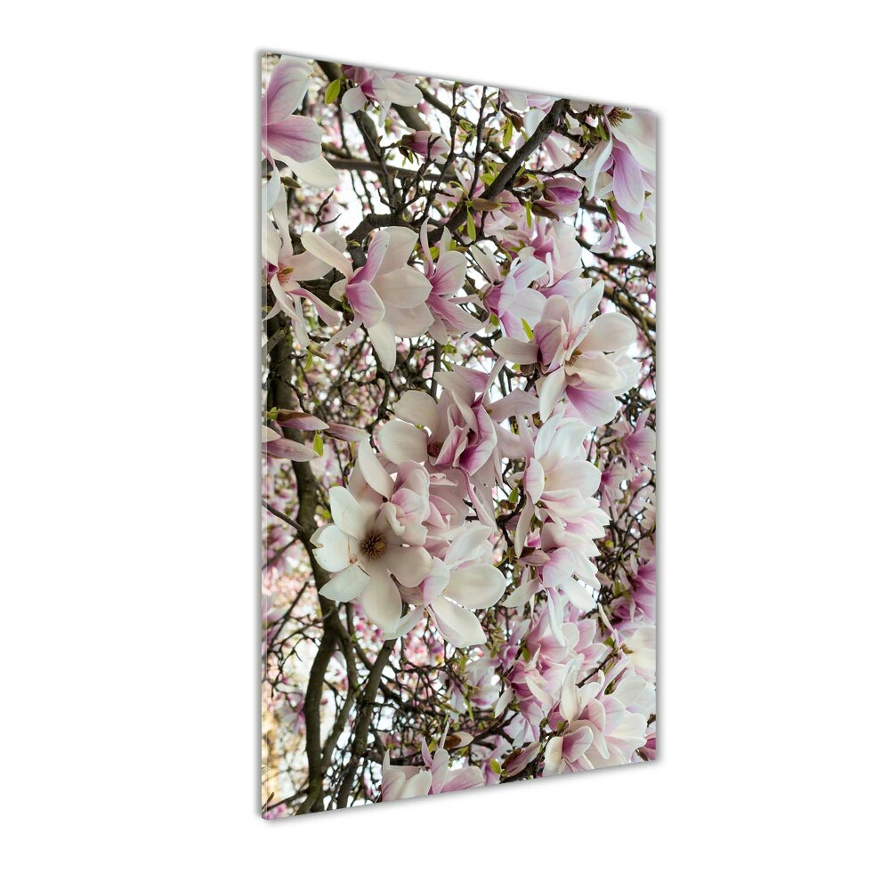 Foto obraz na szkle pionowy Kwiaty magnolii