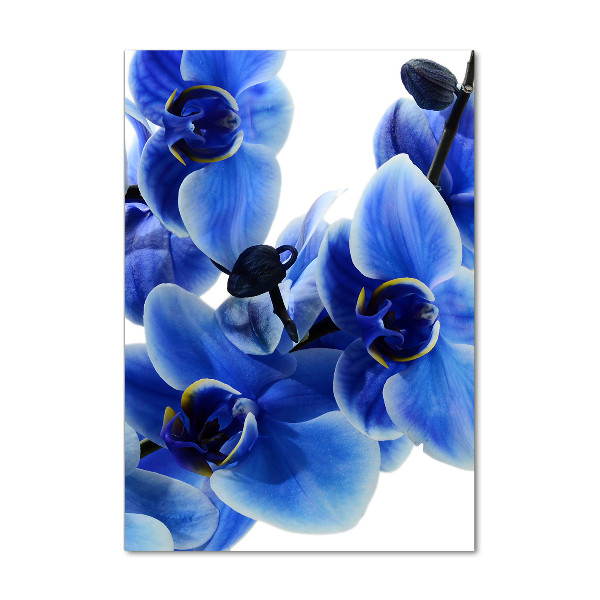 Foto obraz na szkle pionowy Niebieska orchidea