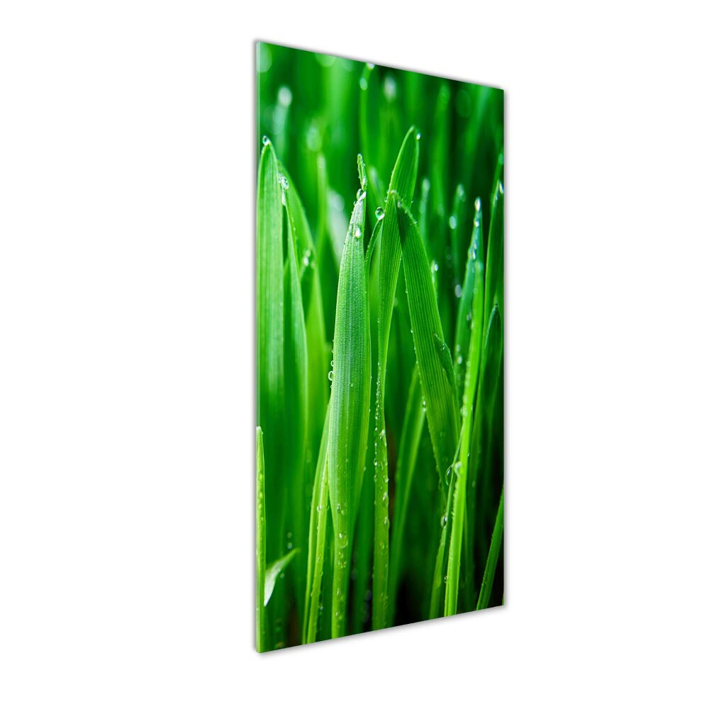 Foto obraz szkło hartowane pionowy Źdźbła trawy
