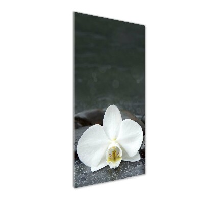 Foto obraz na szkle pionowy Orchidea kamienie