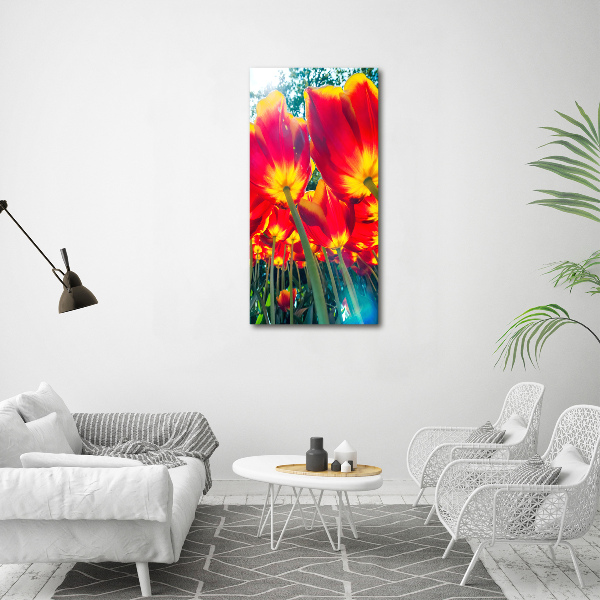 Foto obraz na szkle pionowy Czerwone tulipany