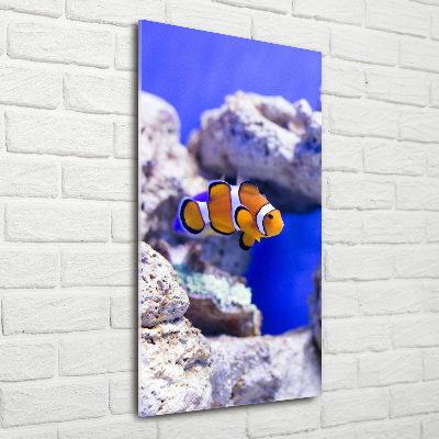 Foto obraz szkło hartowane pionowy Ryba Nemo