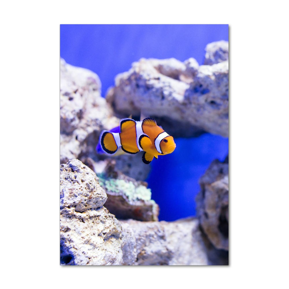 Foto obraz szkło hartowane pionowy Ryba Nemo