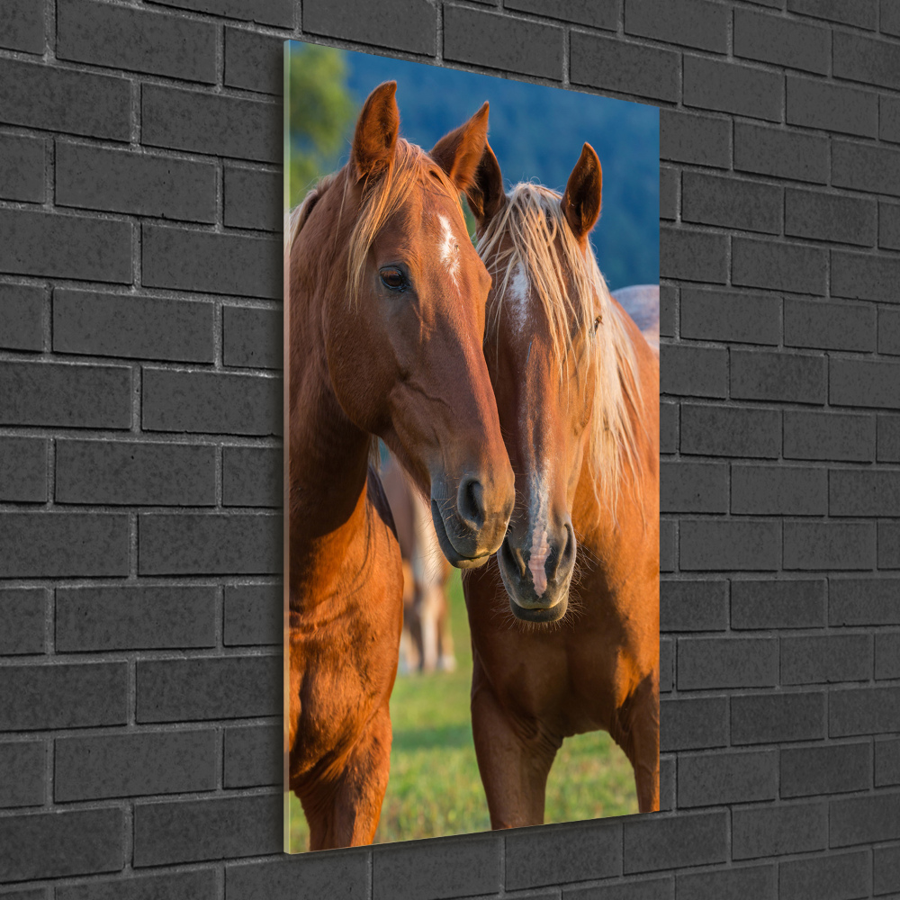 Foto obraz szkło hartowane pionowy Dwa konie