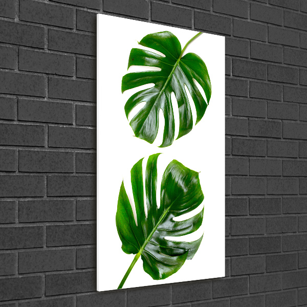 Foto-obraz szkło hartowane pionowy Monstera