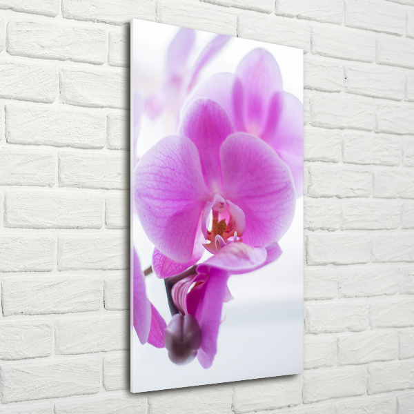 Foto obraz na szkle pionowy Różowa orchidea