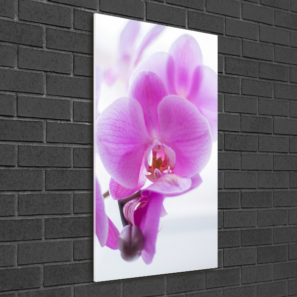 Foto obraz na szkle pionowy Różowa orchidea
