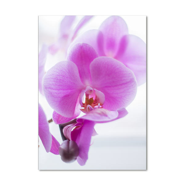 Foto obraz na szkle pionowy Różowa orchidea