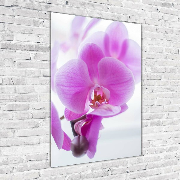 Foto obraz na szkle pionowy Różowa orchidea