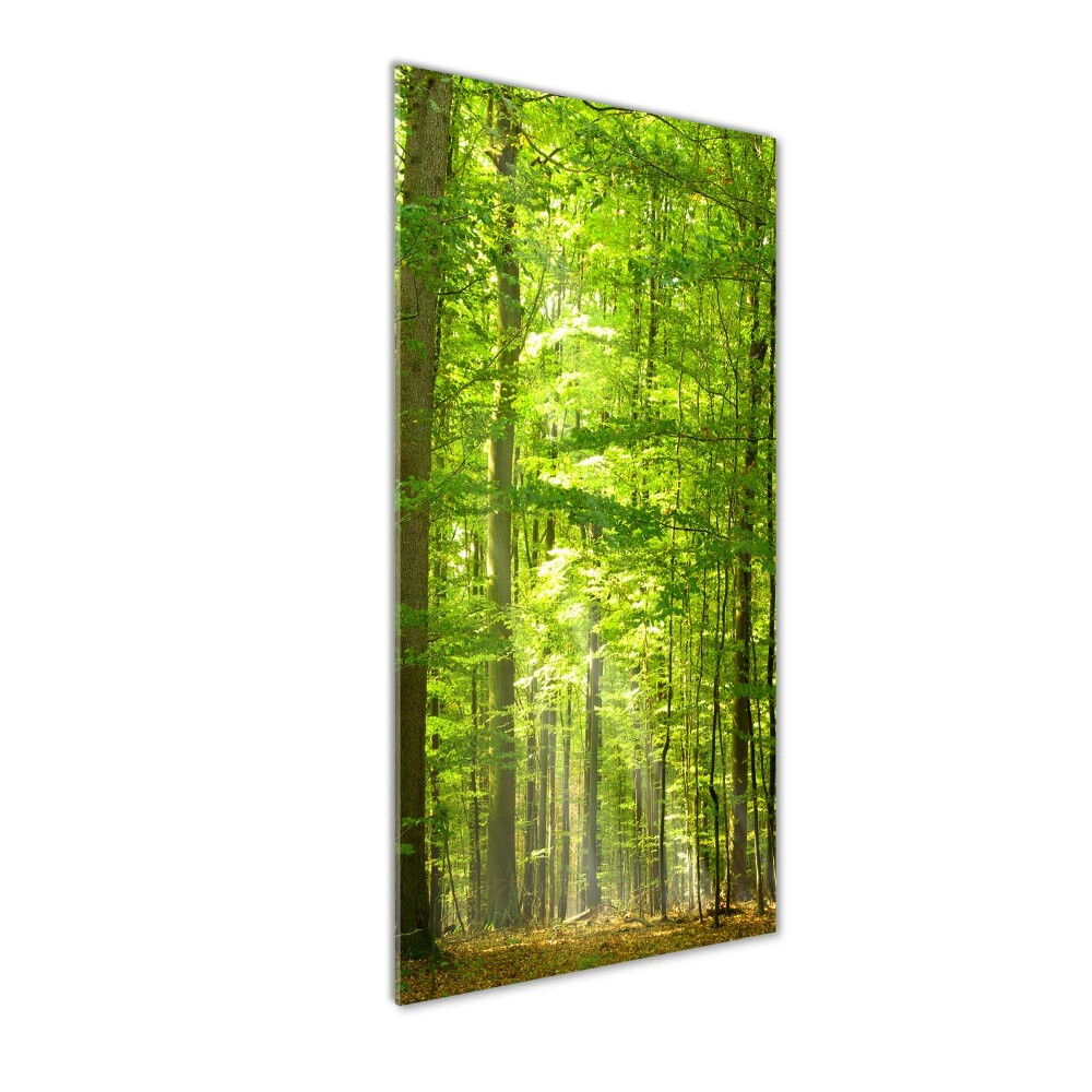 Foto obraz szkło hartowane pionowy Las bukowy