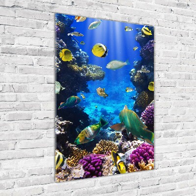 Foto obraz szkło hartowane pionowy Rafa koralowa