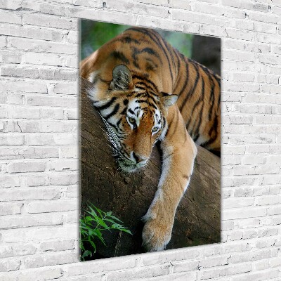 Foto obraz na szkle pionowy Tygrys na drzewie
