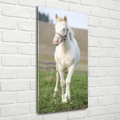 Foto obraz szkło hartowane pionowy Koń albinos