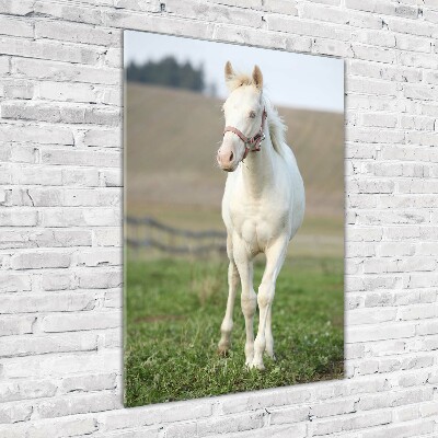 Foto obraz szkło hartowane pionowy Koń albinos