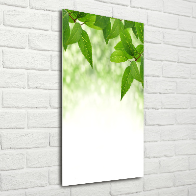 Foto obraz zdjęcie na szkle pionowy Zielone liście