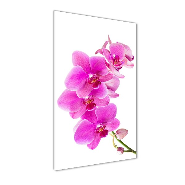 Foto obraz na szkle pionowy Różowa orchidea
