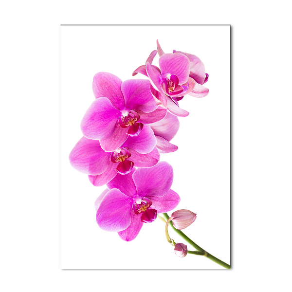 Foto obraz na szkle pionowy Różowa orchidea