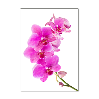 Foto obraz na szkle pionowy Różowa orchidea