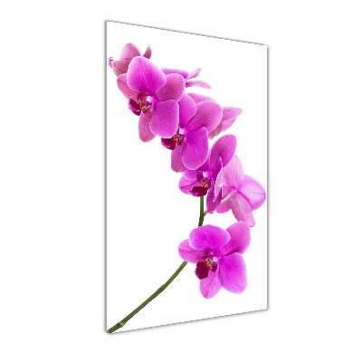 Foto obraz na szkle pionowy Różowa orchidea