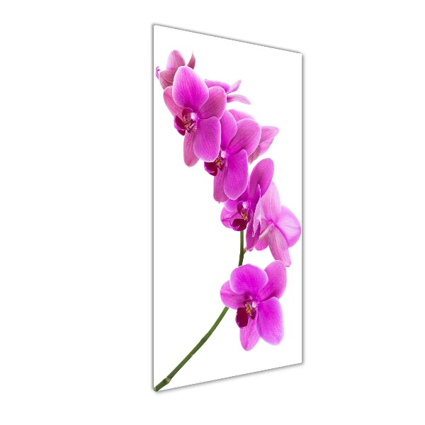 Foto obraz na szkle pionowy Różowa orchidea