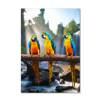 Foto obraz szkło hartowane pionowy Papugi Ary