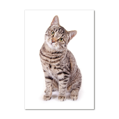 Foto obraz zdjęcie na szkle pionowy Kot