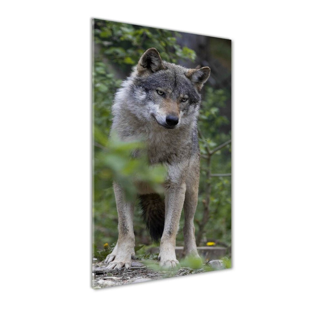 Foto obraz szkło hartowane pionowy Wilk w lesie