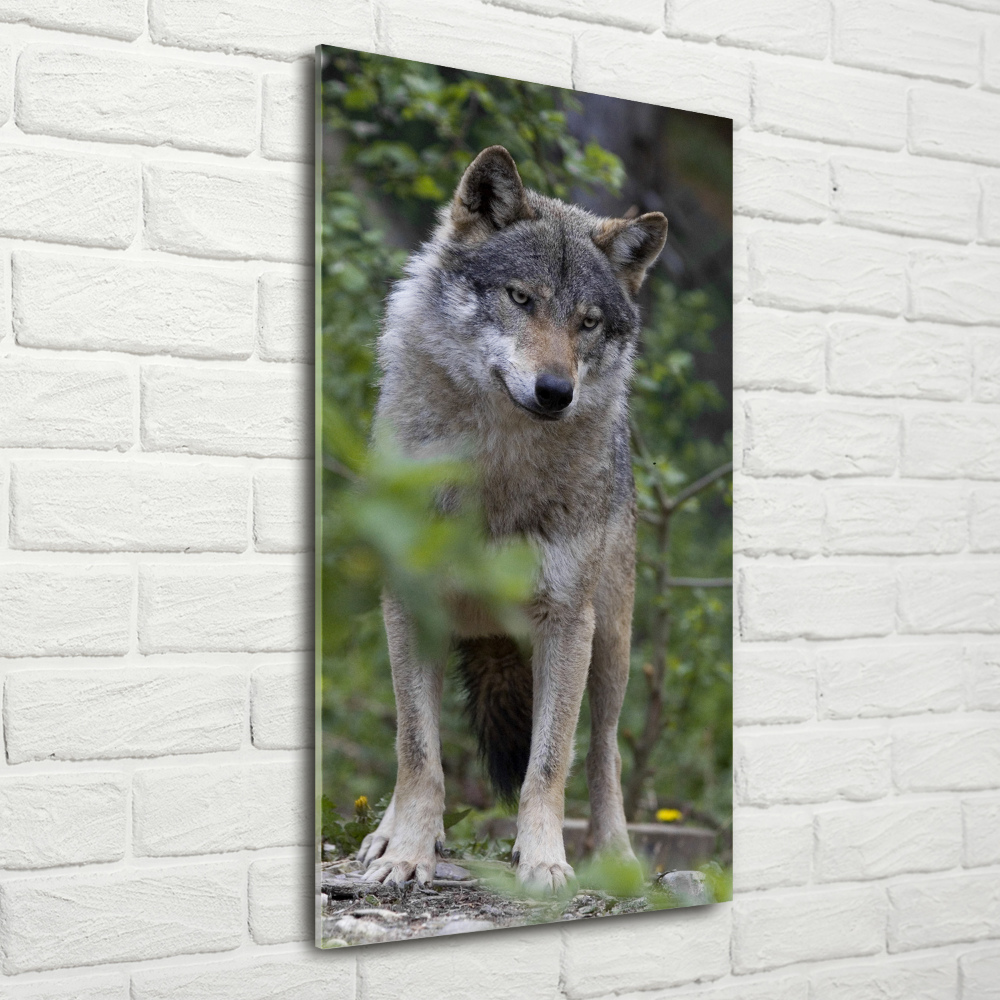 Foto obraz szkło hartowane pionowy Wilk w lesie